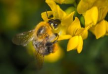 Las abejas los animales más importantes del planeta, según expertos - ItagüíHoy