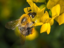 Las abejas los animales más importantes del planeta, según expertos - ItagüíHoy