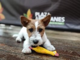 Xpo Mascotas 2026 en Plaza Arrayanes: jornadas gratuitas para el cuidado y adopción de animales