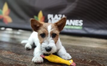 Xpo Mascotas 2026 en Plaza Arrayanes: jornadas gratuitas para el cuidado y adopción de animales