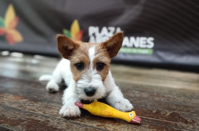 Xpo Mascotas 2026 en Plaza Arrayanes: jornadas gratuitas para el cuidado y adopción de animales