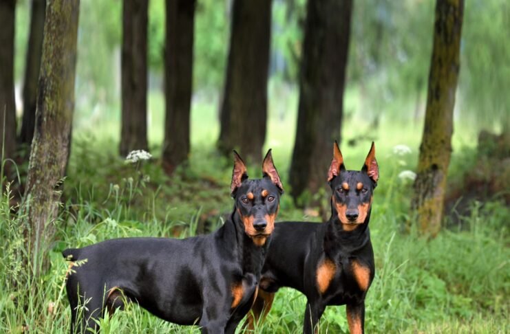 Si tienes perro especial, ojo: La Estrella exige registro obligatorio