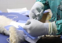 La Estrella realizará jornada de esterilización gratuita
