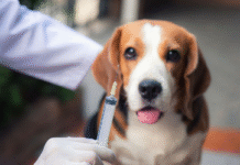 ¡A vacunar a las mascotas! La Estrella tendrá jornada antirrábica durante octubre ¡A vacunar a las mascotas! La Estrella tendrá jornada antirrábica durante octubre