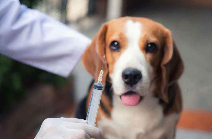 ¡A vacunar a las mascotas! La Estrella tendrá jornada antirrábica durante octubre